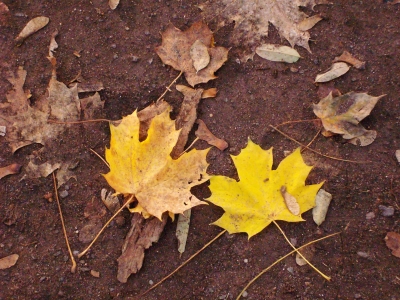 Herbstblätter