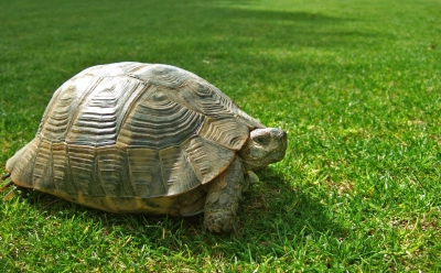Schildkröte auf dem Golfplatz