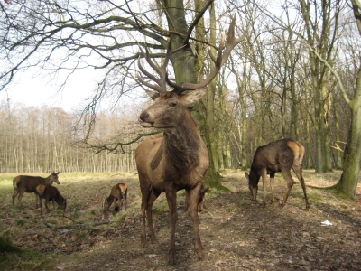 Hirsch im Gehege