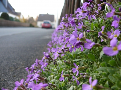 Blumen an der Straße