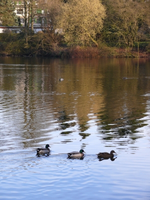 Enten im See