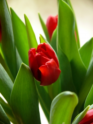 Tulpe