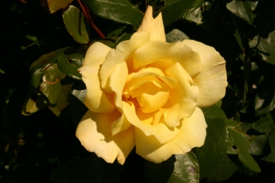 Rose aus dem Donaupark