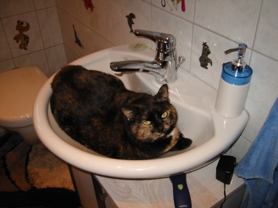 Katze Sunny im Waschbecken