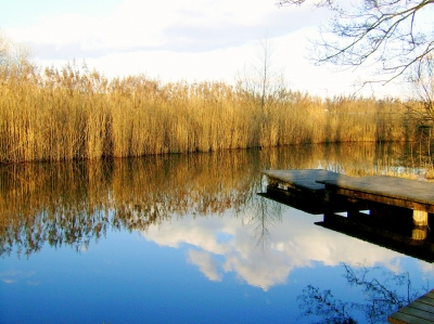 Spiegelungen am Weiher