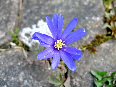März 08 blaue Blüte