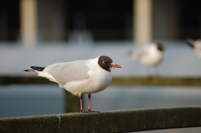 Ein Vogel "Sonnt" sich