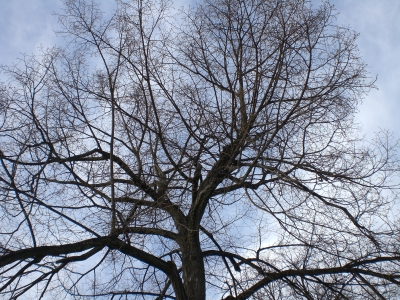 Baum_Himmel