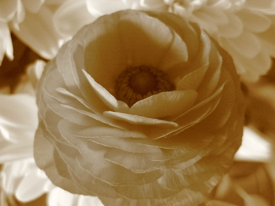 Blüte in Sepia