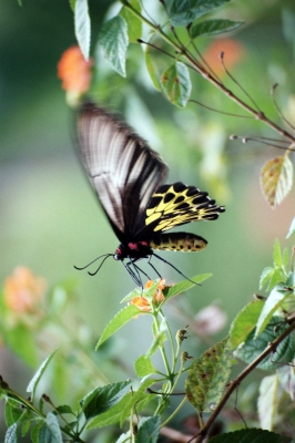 Schmetterling