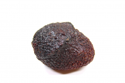 Avocado guatemalensis1