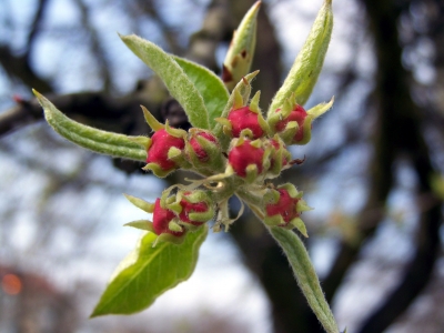 Apfelblüten geschlossen