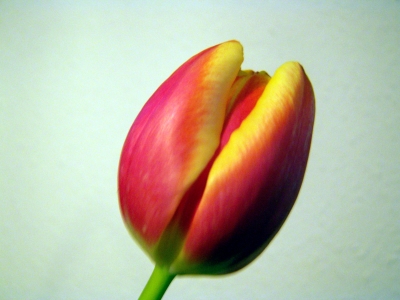 Tulpe rot