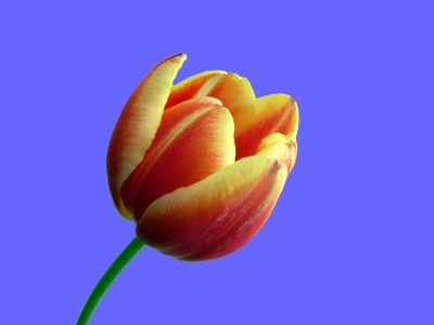 Tulpe rot - gelb