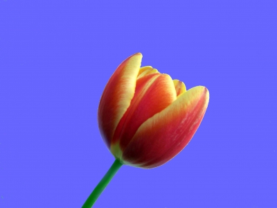 Tulpe rot - gelb 2