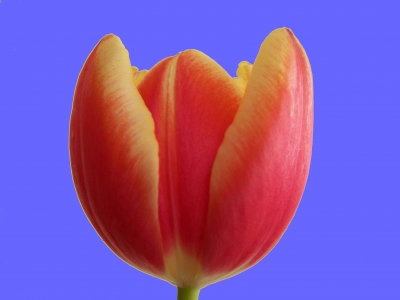Tulpe rot - gelb 3