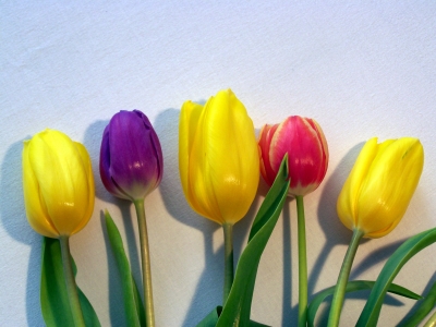 Tulpen 3