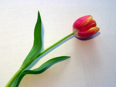 Tulpe rot 2