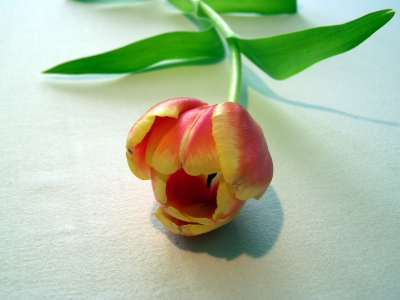 Tulpe rot - gelb 4
