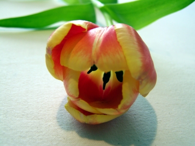 Tulpe rot - gelb 5