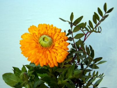 Gerbera