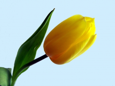 Tulpe gelb 2