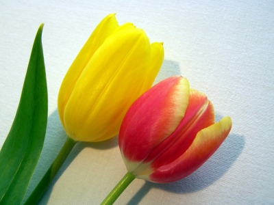 Tulpe gelb-rot