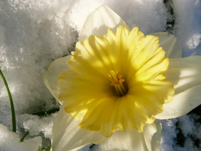 Narzisse im Schnee