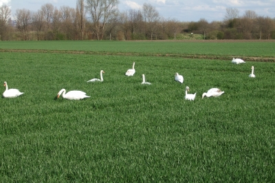 Schwäne auf einem Feld 1