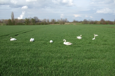 Schwäne auf einem Feld 2