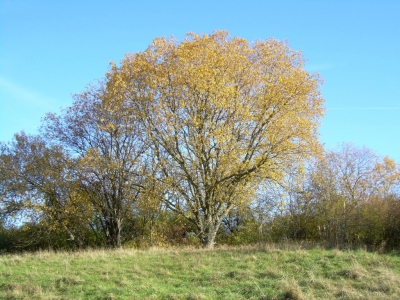 Baum in der Natur