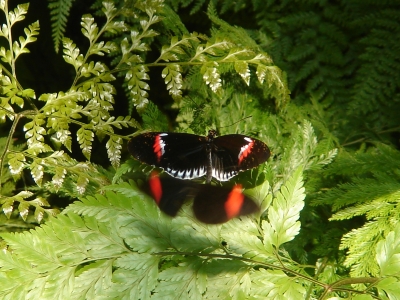 Schmetterling