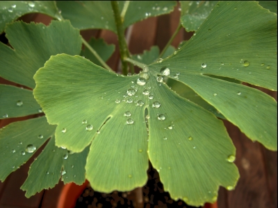 Gingko im Regen