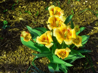 Tulpen im Garten 2