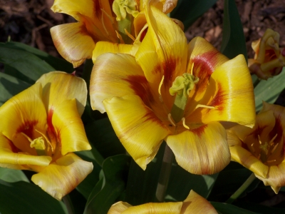 Tulpen im Garten 3