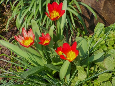 Tulpen im Garten 4