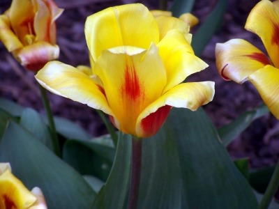 Tulpe