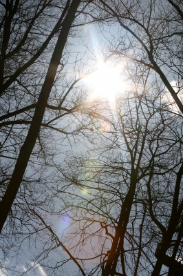 Sonne im Wald