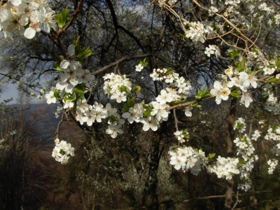 Zwetschgenbaum in voller Blüte