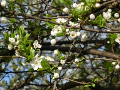 Zwetschgenblüte 2