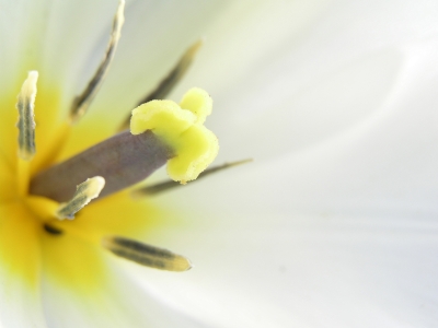 tulpe_weiss_2