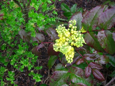 Eine Strauchblüte