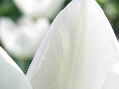 tulpe_weiss_4