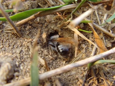 Erd- bzw. Sandbiene beim graben ihres Nestes