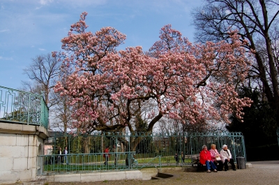 Unter dem Magnolienbaum