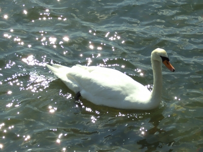 Schwan