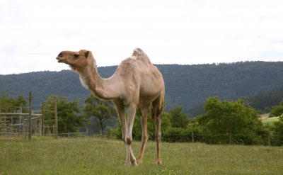 Kamel in grüner Umgebung