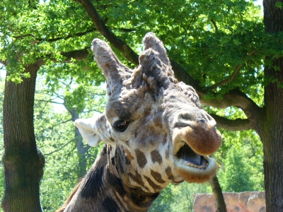 Giraffe