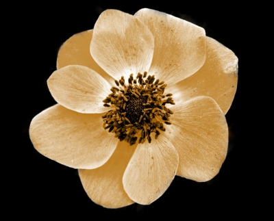 anemone in sepia