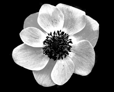 anemone in s/w